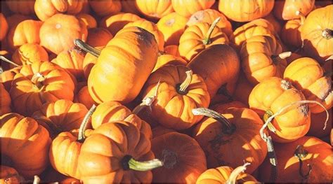 Crafting Seasonal Gourd Witch Brews for Celebrations and Rituals